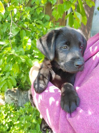 Labrador kiskutyák eladók