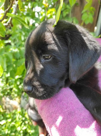 Labrador kiskutyák eladók