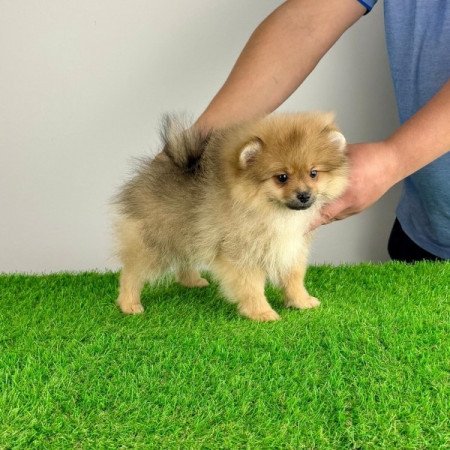 Pomerániai törpespitz