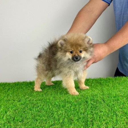 Pomerániai törpespitz