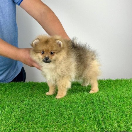 Pomerániai törpespitz