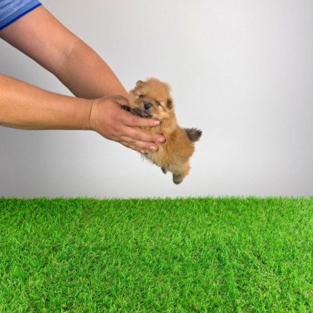 Pomerániai törpespitz