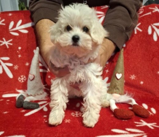 Maltipoo