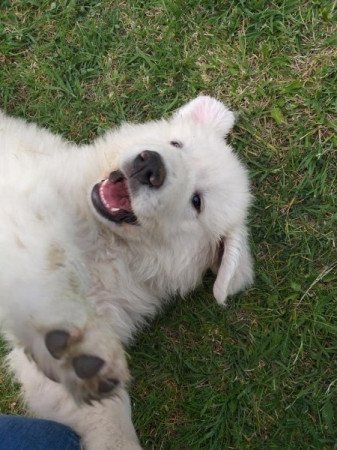 Pireneusi hegyikutya