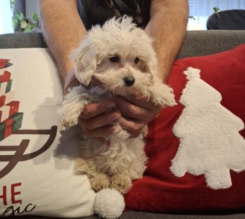 Maltipoo