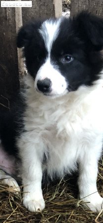 Border collie fajtatiszta kiskutya