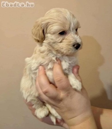 Maltipoo fajtatiszta jellegű szuka