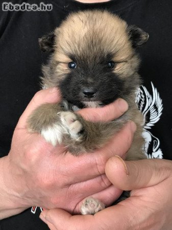 Eladók tündéri  Spicc, Spitz fiú kutyusok!