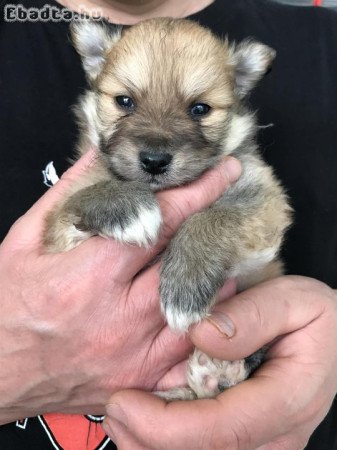 Eladók tündéri  Spicc, Spitz fiú kutyusok!