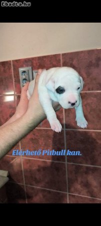 Pitbull kölykök.