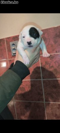 Pitbull kölykök.