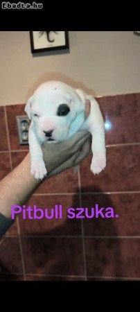 Pitbull kölykök.