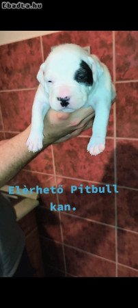 Pitbull kölykök.