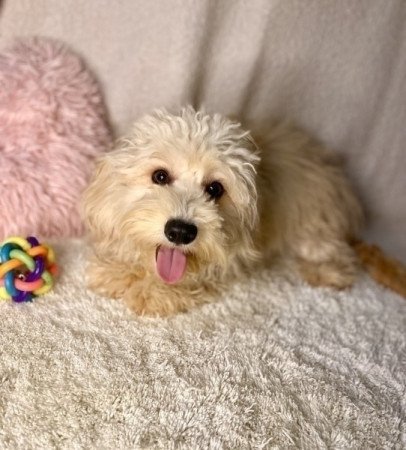 Maltipoo maltai es torpe uszkar