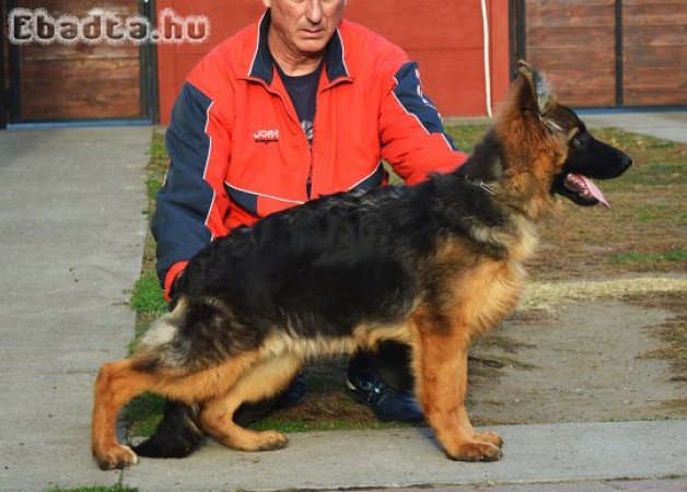 6 hónapos hosszúszőrű német juhász szuka