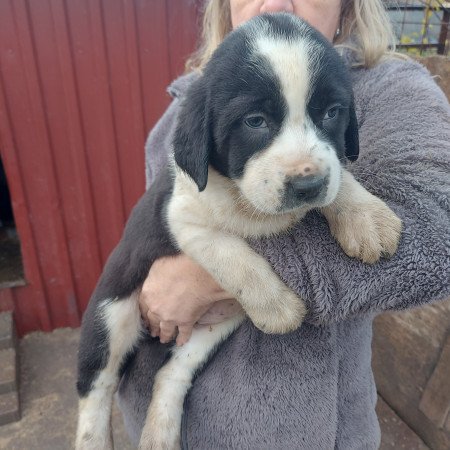 Közép ázsiai kiskutyák.