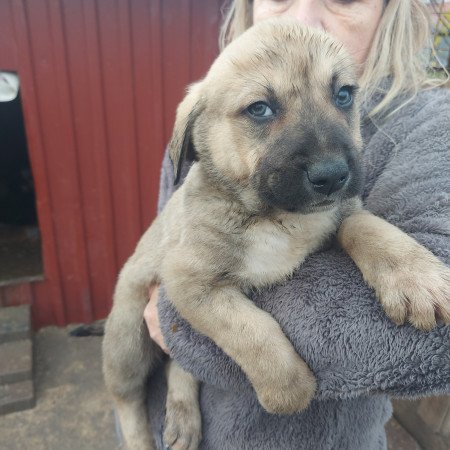 Közép ázsiai kiskutyák.