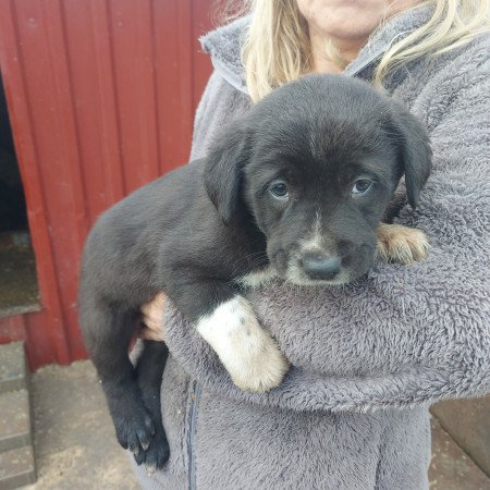 Közép ázsiai kiskutyák.