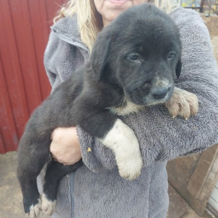 Közép ázsiai kiskutyák.