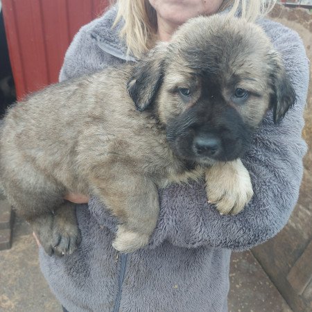 Közép ázsiai kiskutyák.