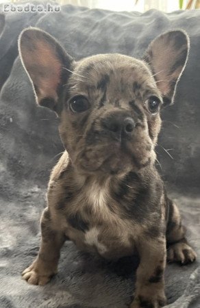 Francia bulldog kislány