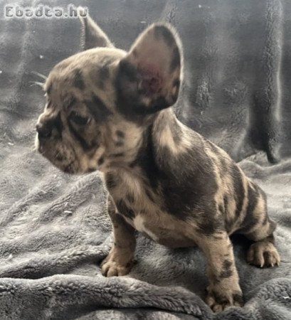 Francia bulldog kislány