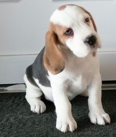 Beagle