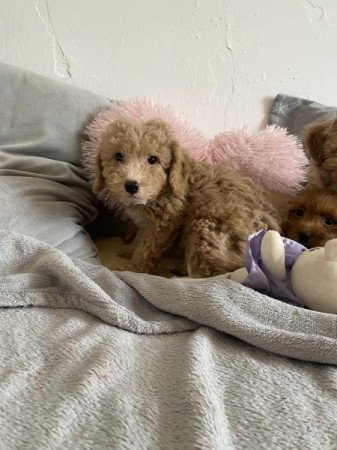 Maltipoo fiu