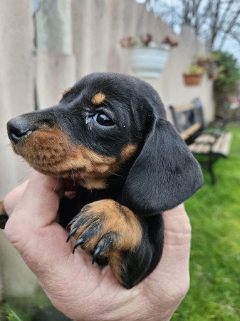 Törpe tacskó kiskutyák