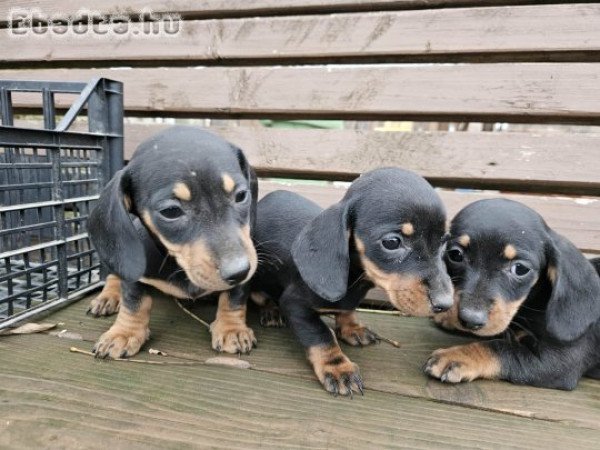 Törpe tacskó kiskutyák