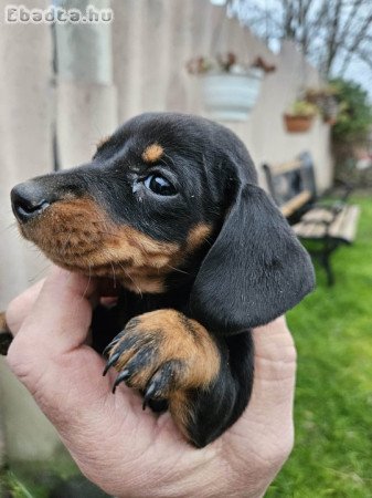 Törpe tacskó kiskutyák