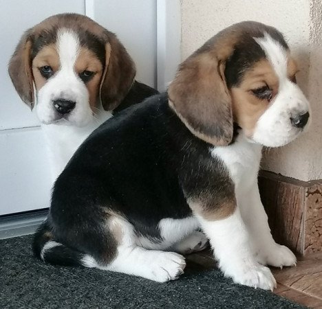 Beagle