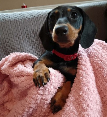 Törpe cser fekete tacskó