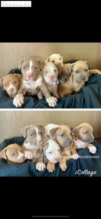 Amerikai Stafford kisbabák