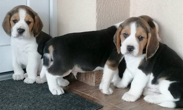 Beagle