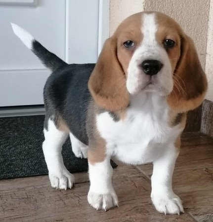 Beagle