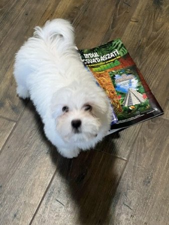 Bichon havanese