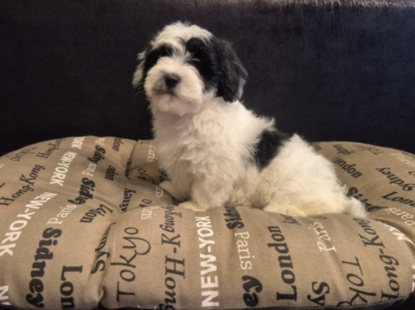 Bichon Havanese