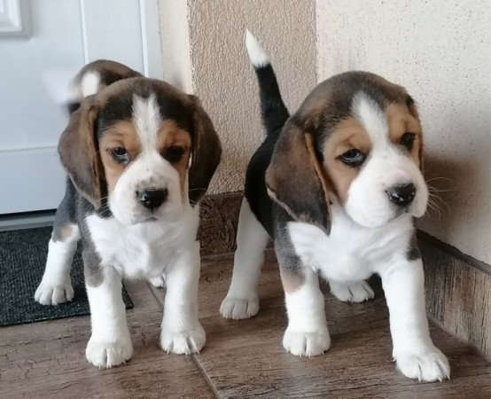 Beagle