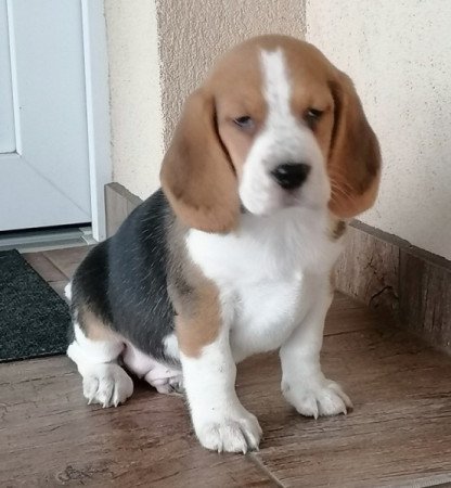 Beagle