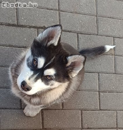 husky kutyus