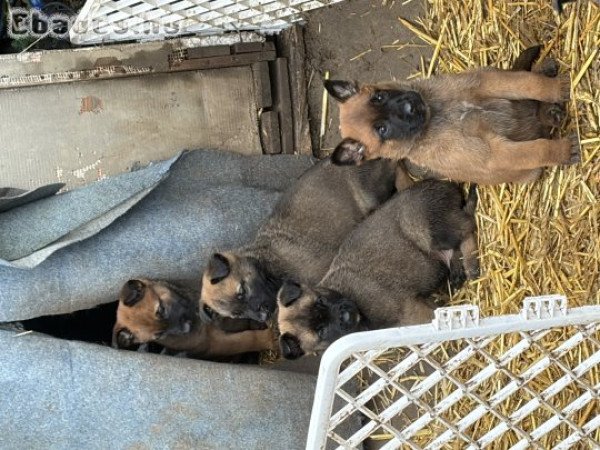 Német juhász belga juhász