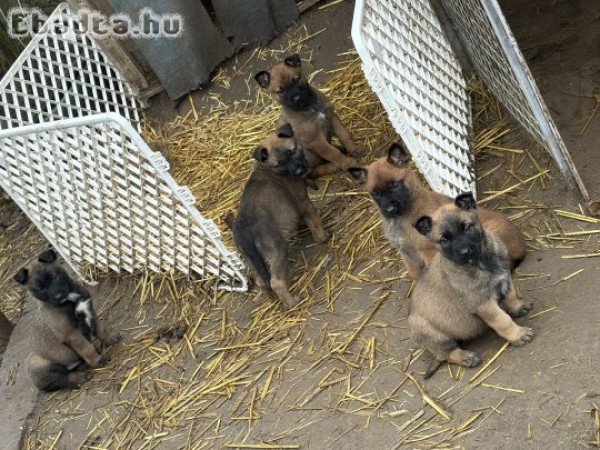 Német juhász belga juhász