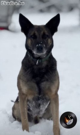 Német juhász belga juhász