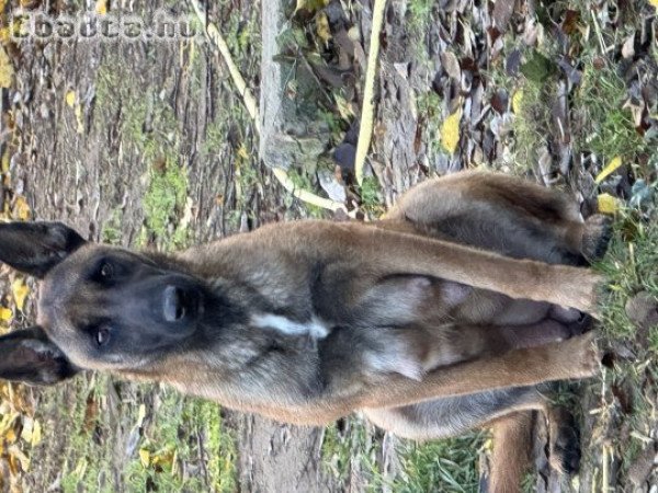 Német juhász belga juhász