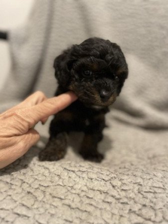 Maltipoo maltai delyem es toy uszkar