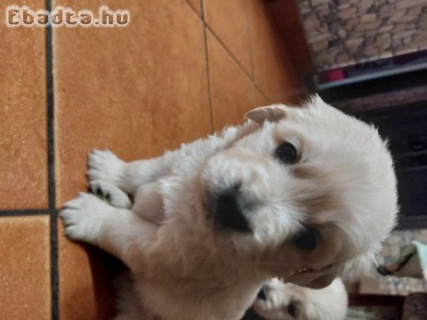 Golden babak foglalhatok