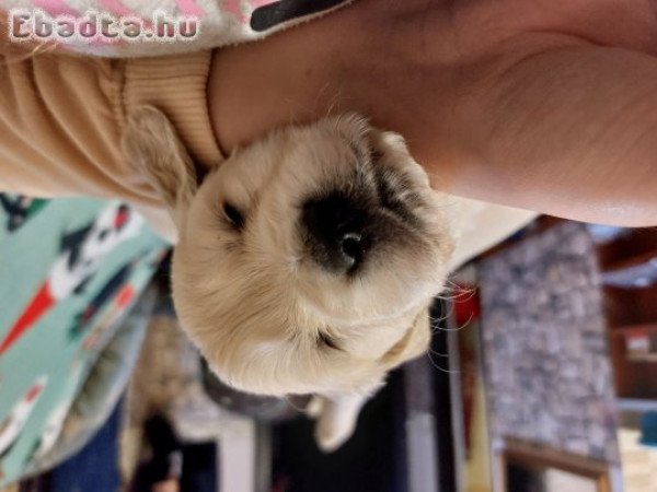 Golden babak foglalhatok