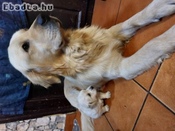 Golden babak foglalhatok