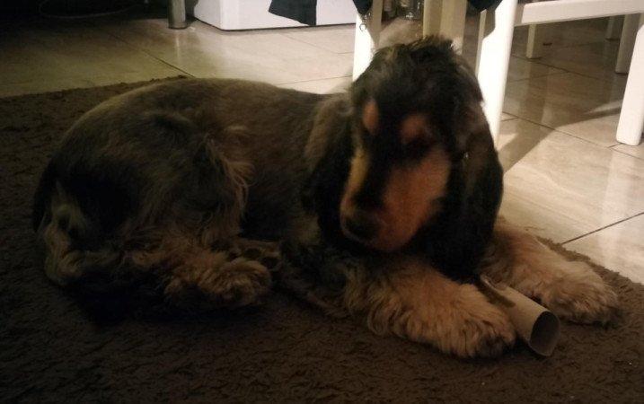 Angol cocker spániel